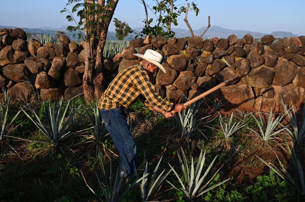 Mexiko 2023 Projekt MAMEX Teil 2 Colima Comala Suchitlan Teuchitlan Tequila Guadala