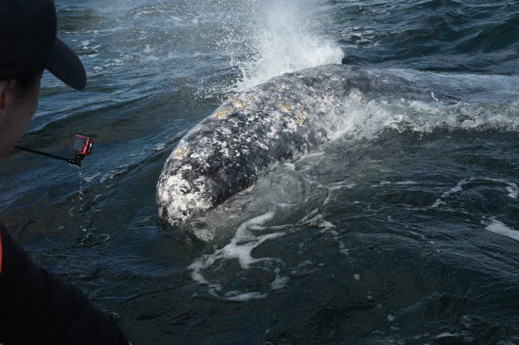 Mexiko 2024 Baja California: La Paz, Magdalena Bay, Loreto, Bahia de Concepcion, Mulegé , Guerrero Negro, San Quintin, Valle de hGuadeloupe , Tijuana