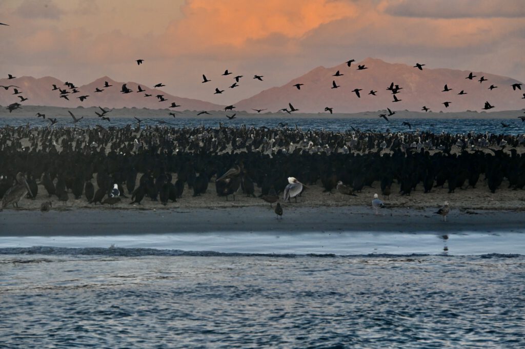 Mexiko 2024 Baja California: La Paz, Magdalena Bay, Loreto, Bahia de Concepcion, Mulegé , Guerrero Negro, San Quintin, Valle de hGuadeloupe , Tijuana