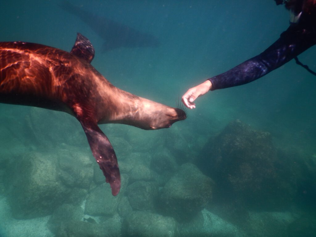 Mexiko 2024 Baja California: La Paz, Magdalena Bay, Loreto, Bahia de Concepcion, Mulegé , Guerrero Negro, San Quintin, Valle de hGuadeloupe , Tijuana