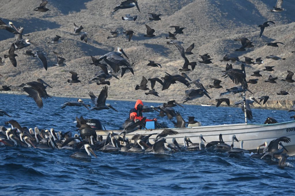 Mexiko 2024 Baja California: La Paz, Magdalena Bay, Loreto, Bahia de Concepcion, Mulegé , Guerrero Negro, San Quintin, Valle de hGuadeloupe , Tijuana